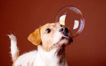 82年属相狗2025双喜临门