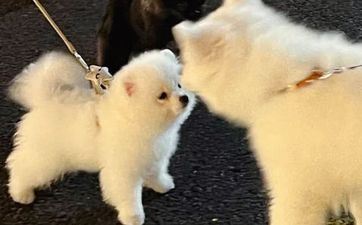 狗遇龙年2024年怎么样 狗遇龙年2024年怎么样