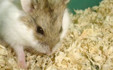 属狗女和属鼠男婚姻般配吗