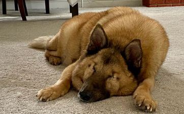 1982属狗人在2024年可以逆袭吗? 1982属狗人在2024年可以逆袭吗?