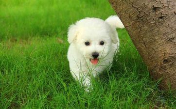 2025属狗的能蟾宫折桂吗 属相狗在蛇年学业怎么样