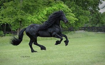 属马人在牛年怎样化解