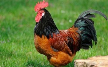 93属鸡女旺夫吗