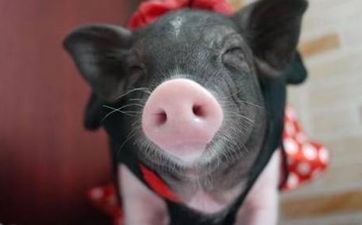 属猪2025年吉星和凶星全体的命运