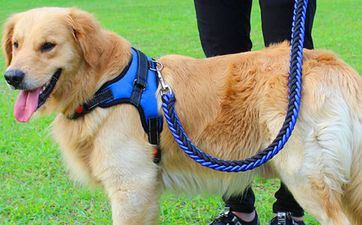 51岁属相狗在2021年上半年命运怎么样 1970年生的狗人