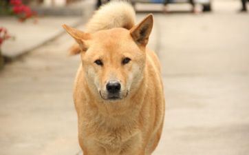 2024年11月属狗运程怎么