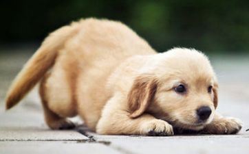 2024年狗的桃花劫是谁 2024年属狗爱情上要远离谁