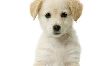 属狗人对自己喜爱的人好吗