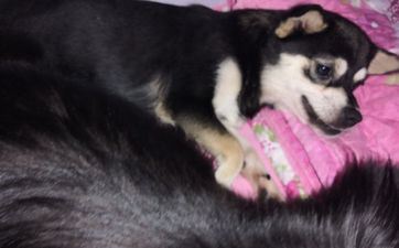 属羊的人最怕什么属相,属鼠属狗属虎 属羊的人最怕什么属相,属鼠属狗属虎