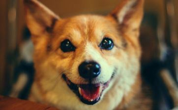 2024属狗冲太岁很严峻吗