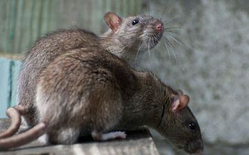 属鼠和属羊的婚姻会持久吗？