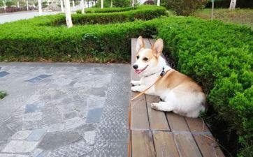 属狗人用什么微信网名好