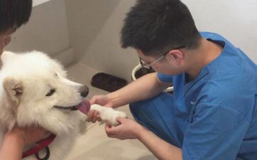 属狗2025年几岁了 2025年属狗人的全年运势1994出世