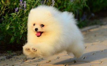 属狗车牌号码吉凶数字