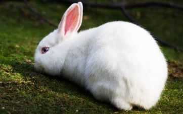 妈妈属兔爸爸属兔生猪宝宝怎么呢