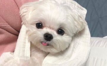 为什么属狗的命欠好 属狗的命理解析