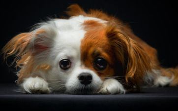 属狗没有谈过爱情是什么感触