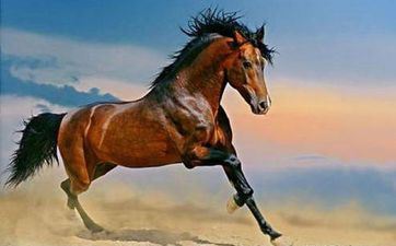 78年属马人终身财气解析,会收成颇多 78年属马人终身财气解析,会收成颇多