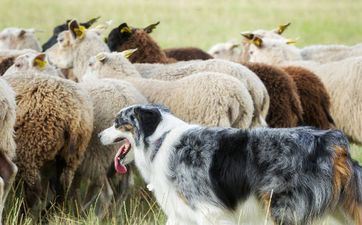属羊和什么属相婚配适宜