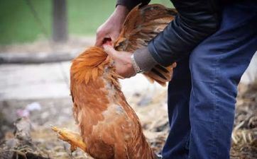 属鸡2024年虚岁多大 属鸡人走大运的年份