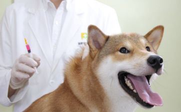 属相狗2024年4月运势及运程怎么 属相狗2024年4月运势及运程怎么