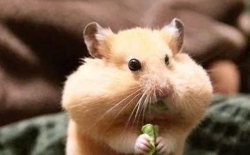 属猴佩带什么属相好，属相蛇、属相龙、属相鼠