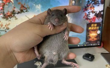 属鼠和属猪的婚姻会持久吗？