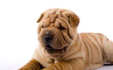 阴历6月狗是什么命 属狗的阴历六月出世的命运