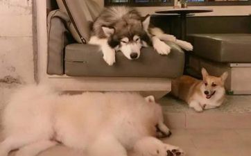 属相狗2024甲辰龙年总运程