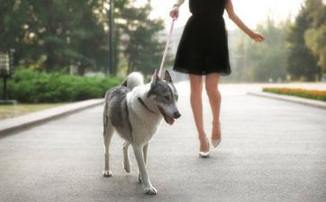 94属狗女的属相婚配表 94属狗女的婚姻和命运