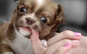 1970属狗未来十年大运会怎样