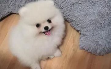 属狗的男人花心吗 属狗的男人忠诚度