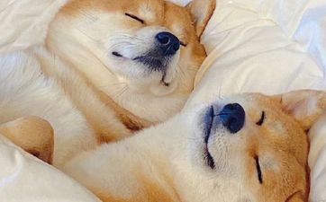 属狗人终身中的6个贵人属相是谁 属狗人终身中的6个贵人属相是谁