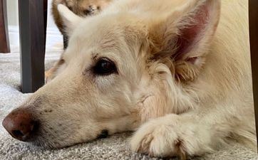 属狗好运和倒运的年份 属狗好运和倒运的年份