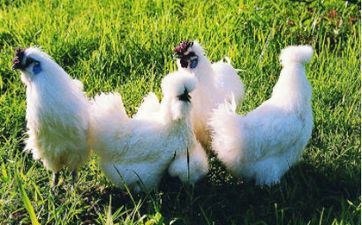 属鸡男2024全年全体运势剖析