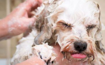 06年属狗大难是哪一年