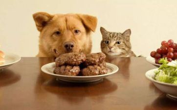 哪年出世的属狗人2025年命运最差