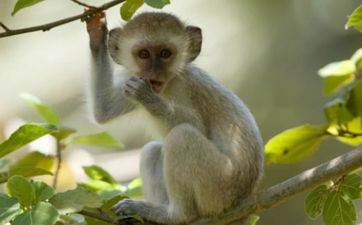 属猴和什么属相相害相合相刑相冲