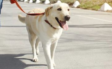 属相狗：巨蟹座的属狗人是什么性情？