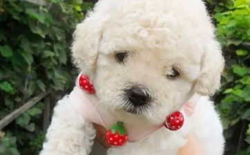 94年属什么属相婚配