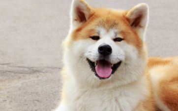 狗年出世的人本年多大