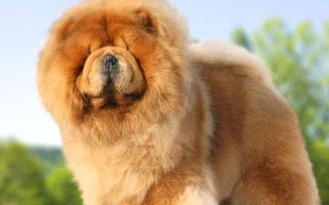 属狗的命运欠好怎样化解