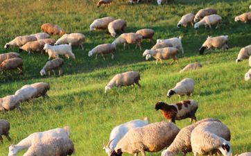 你知道属羊人的婚姻与命运吗