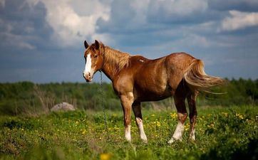 1978年属马婚姻命运解析 78年属马的人生运势