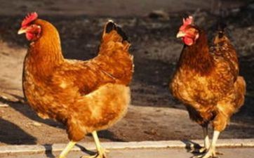 属鸡男生情商低的体现 属鸡男生情商低的体现