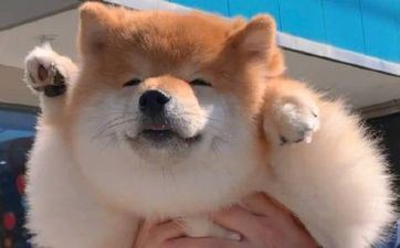 属狗人2024年财气大迸发吗