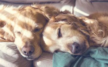 82年属狗人43岁有什么灾祸吗 82年属狗43岁有一劫 82年属狗人43岁有什么灾祸吗 82年属狗43岁有一劫