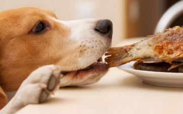 属狗的桃花位在哪里