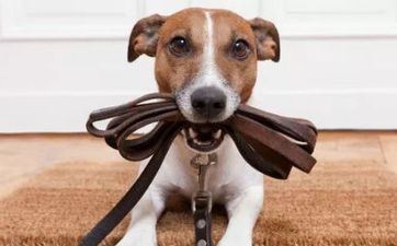 属相狗2025年几岁了 58年出世属狗人2025全年运程