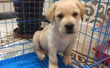 属狗的性情和脾气 属狗人的性情特色及脾气解析